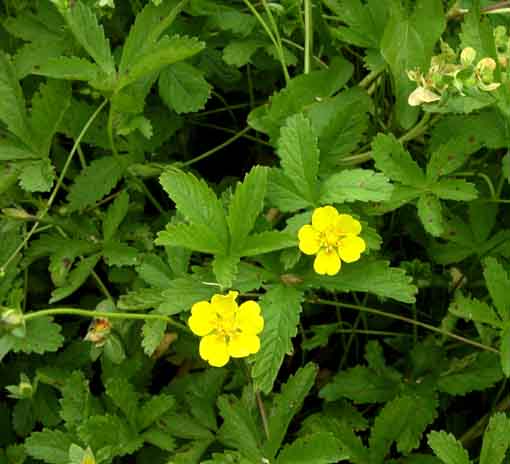  Image name: potentilla comune4.jpg 
 width: 510 pixel 
 height: 464 pixel 
 Size: 47462 bytes 
 Click to enlarge 